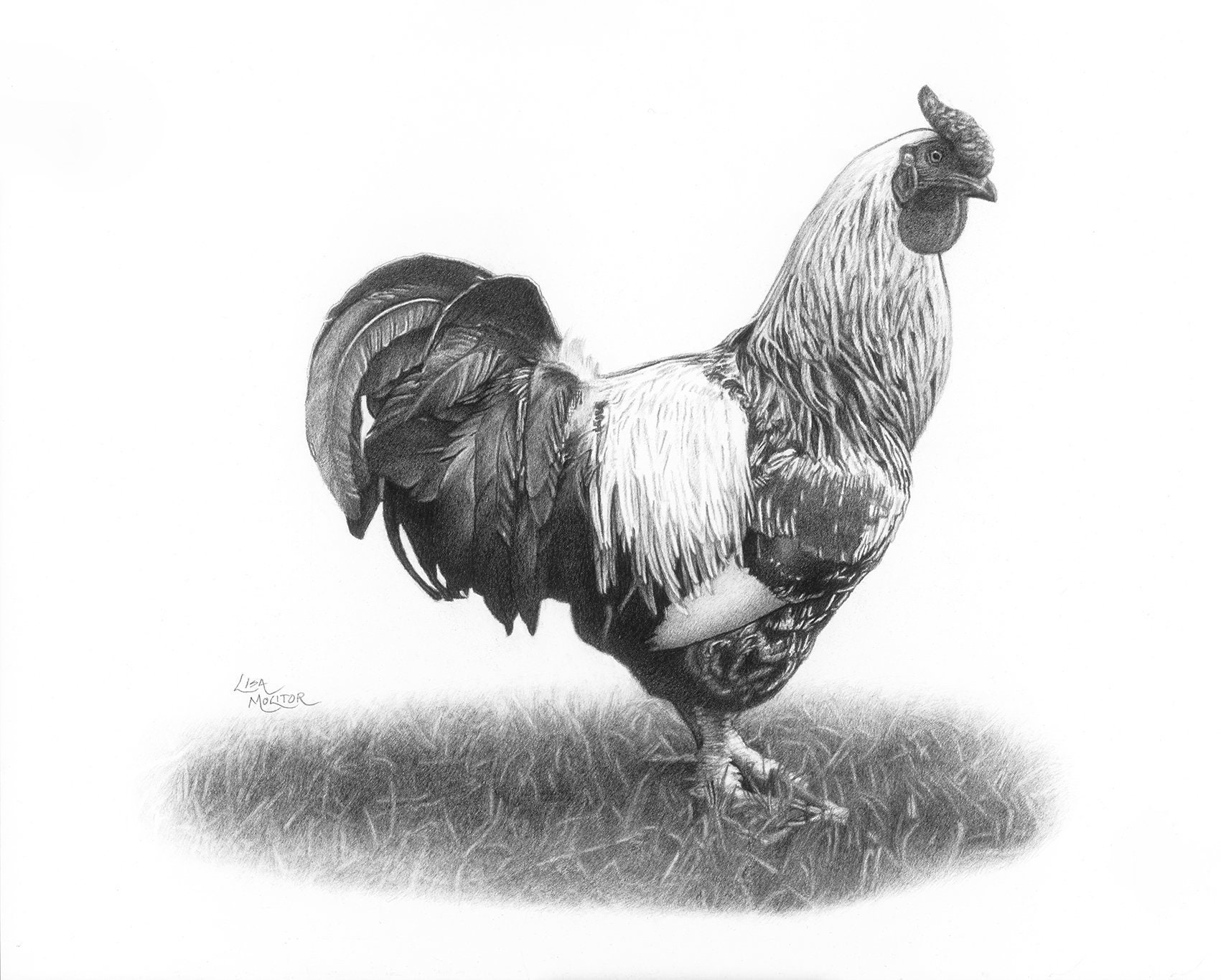 Rooster Pencil Drawing Print Rooster Art Print Farm Animal Etsy UK