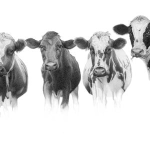 Cow Pencil Drawing Greeting Card, Farm Animal Card, Cow Art Print, Holstein Cow Greeting Card, Cow Card, Farmhouse Wall Art, Cow Wall Art