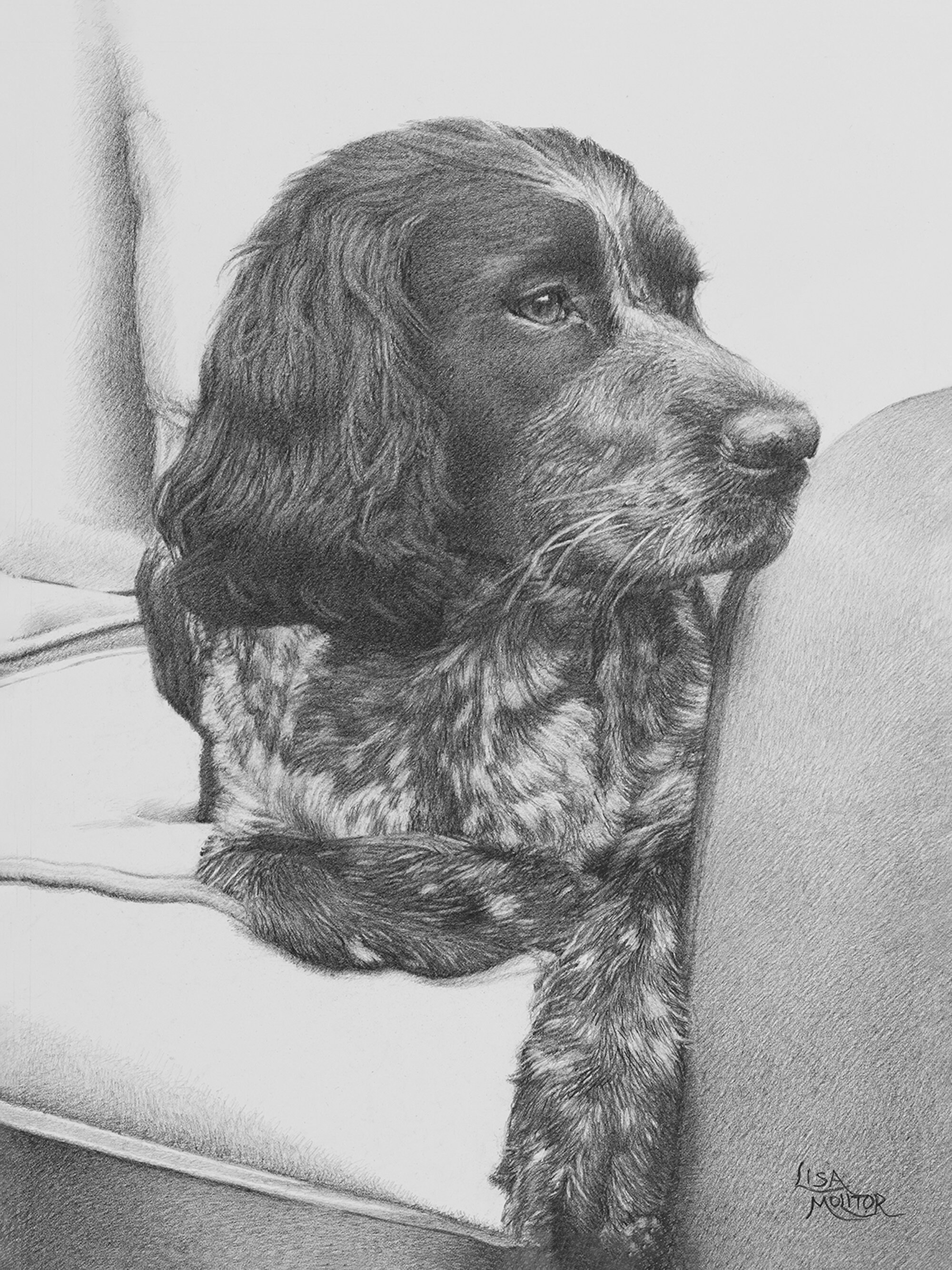 Dog Pencil Drawing, Dog Art Print, English Springer Spaniel, Springer ...
