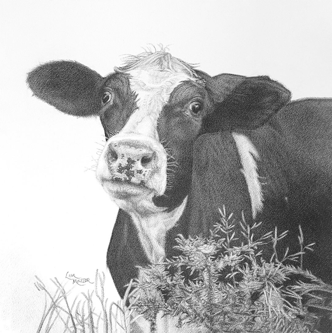 Cow Pencil Drawing Cow Art Print Holstein Cow Pencil Etsy