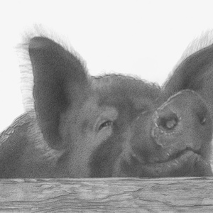 Pig Pencil Drawing, Pig Print, Pig Art, Farm Animal Art, Cute Pig Art, Farm Animal Print, Little Pig Print, Pig Wall Art, Pig Gift