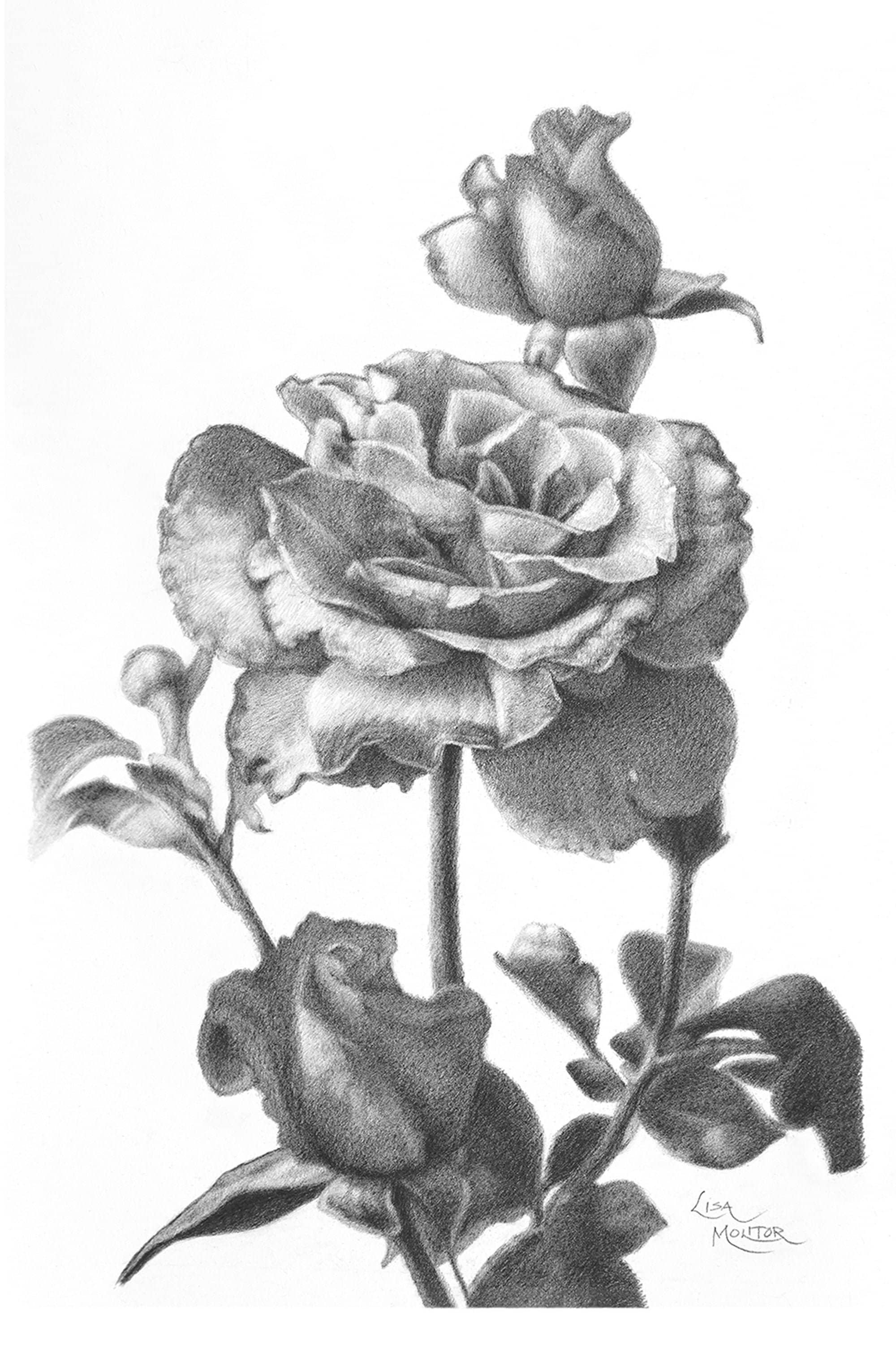 How to Draw Roses | An Easy and Complete Step-by-Step Drawing Demo