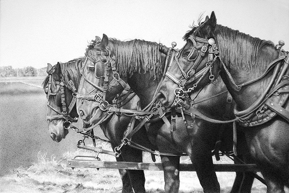 Horse Drawing, Horse Art Print, Draft Horse Drawing, Farm Animal Drawing, Farmhouse Wall Art, Horse Wall Art, Equine Art, Black Horse