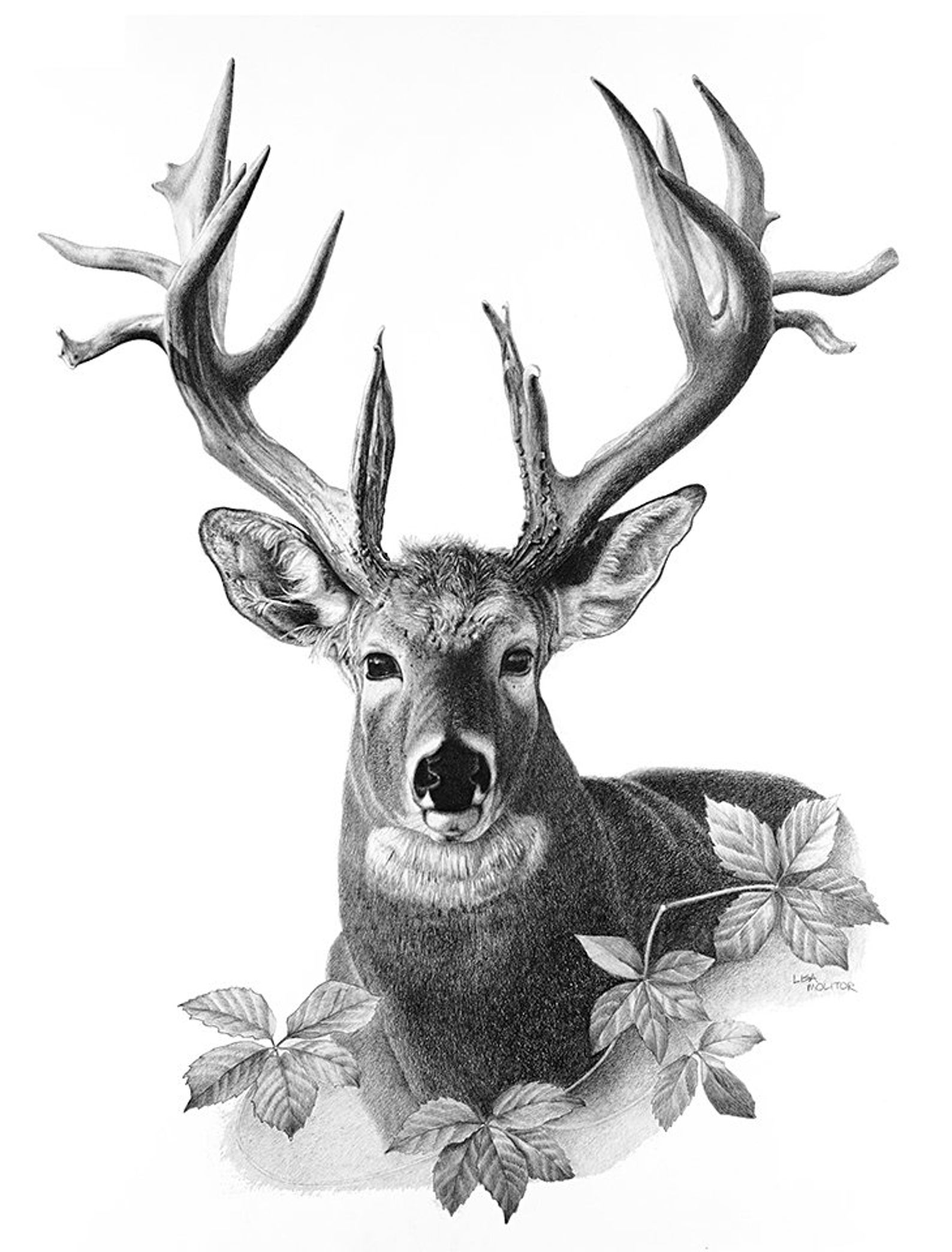 Deer Pencil Drawing Print, Deer Art Print, Majestic Deer, White Tail