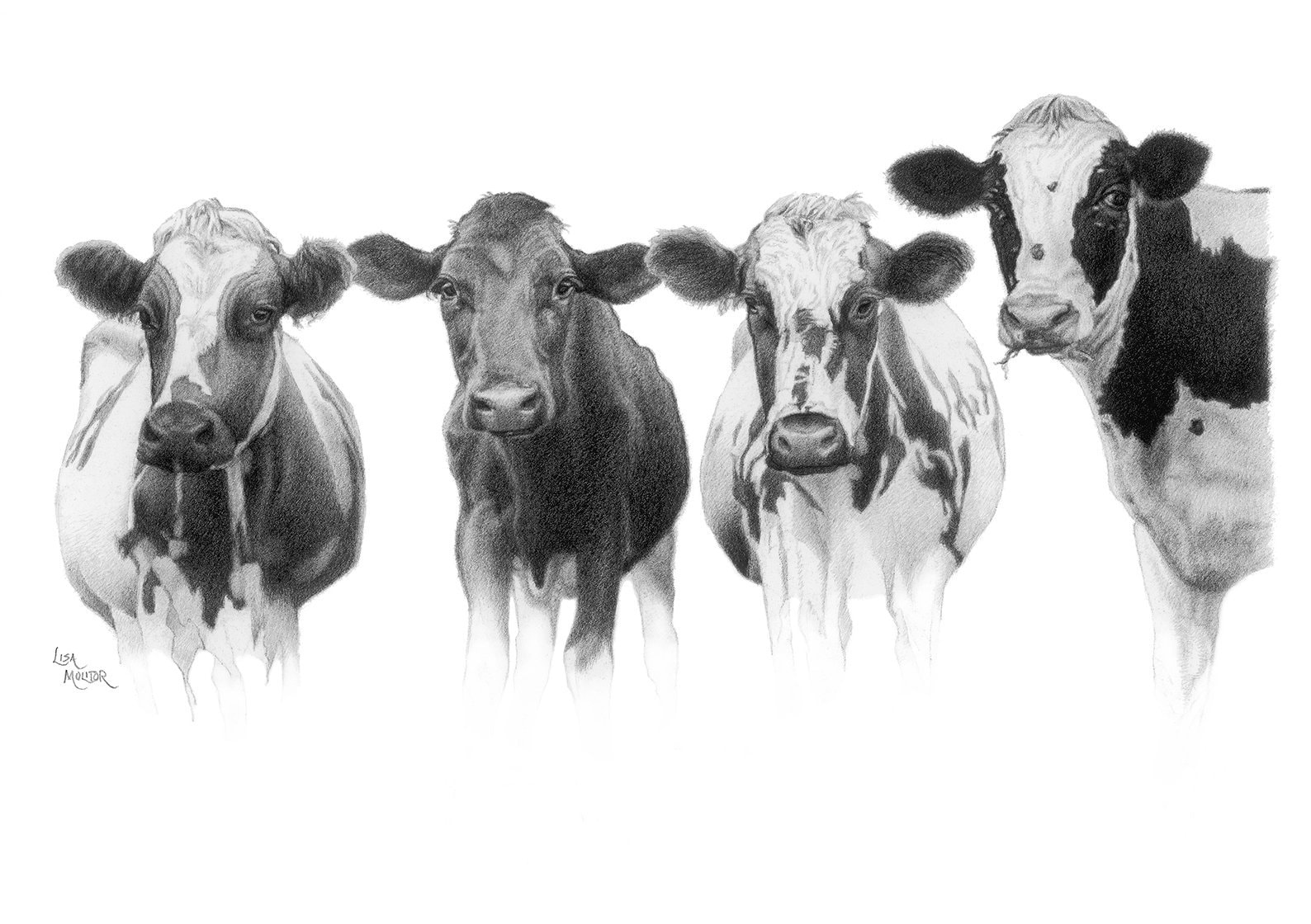 Cow Pencil Drawing Cow Art Cow Print Holstein Cow Farm Etsy
