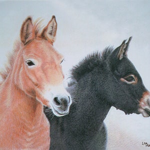 Mule Pencil Drawing , Mule Art Print, Donkey Pencil Drawing, Donkey Art Print, Farm Animal Wall Art,  Donkey Portrait, Mule Wall Art, Burro