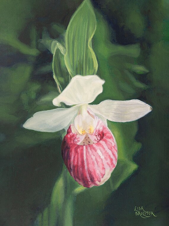 Lady Slipper, Lady Slipper Painting, Flower Oil Painting, Lady Slipper  Print, Lady Slipper Wall Decor, Lady Slipper Art, Pink Lady Slipper