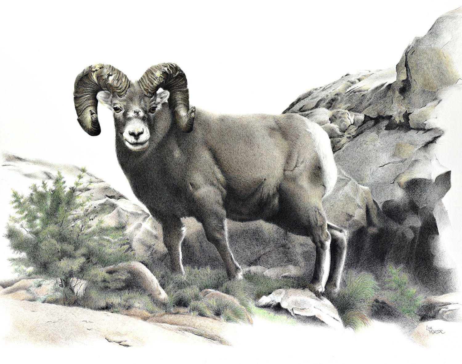 Bighorn Sheep Drawing Ram Drawing Bighorn Sheep Print Ram - Etsy Bighorn Sheep Drawing Ram Drawing Bighorn Sheep Print Ram - Etsy