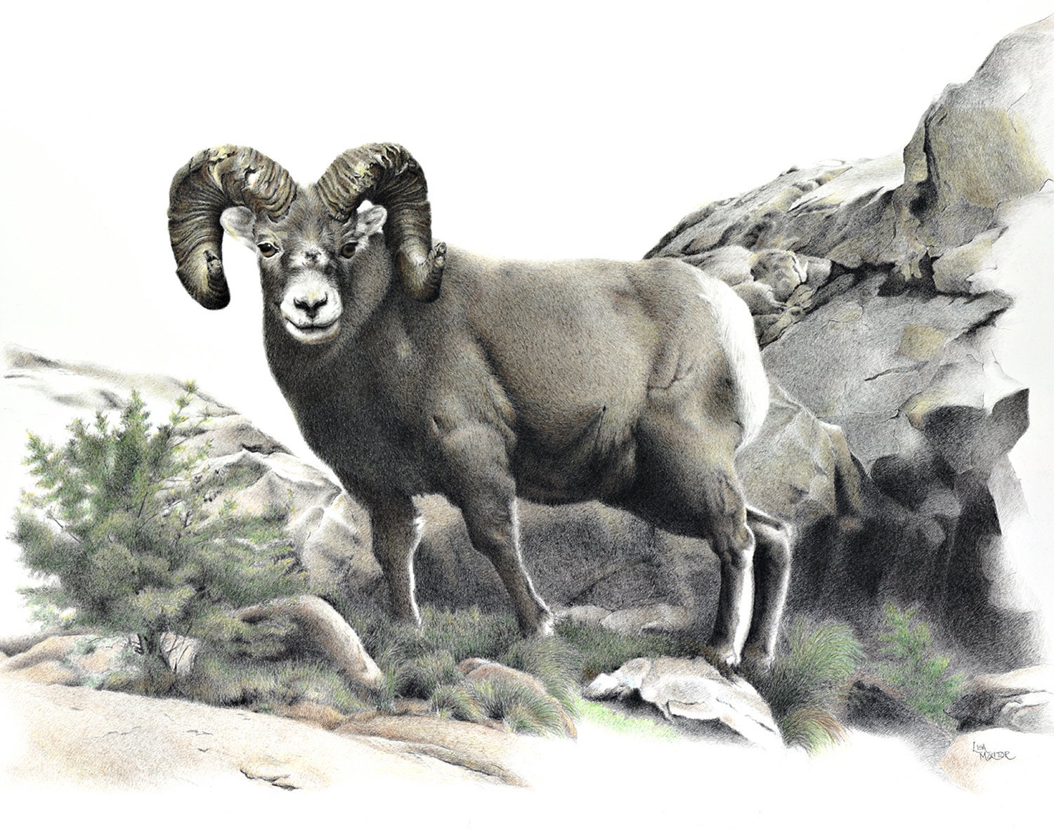 Bighorn Sheep Drawing Drawing Bighorn Print Ram - Etsy