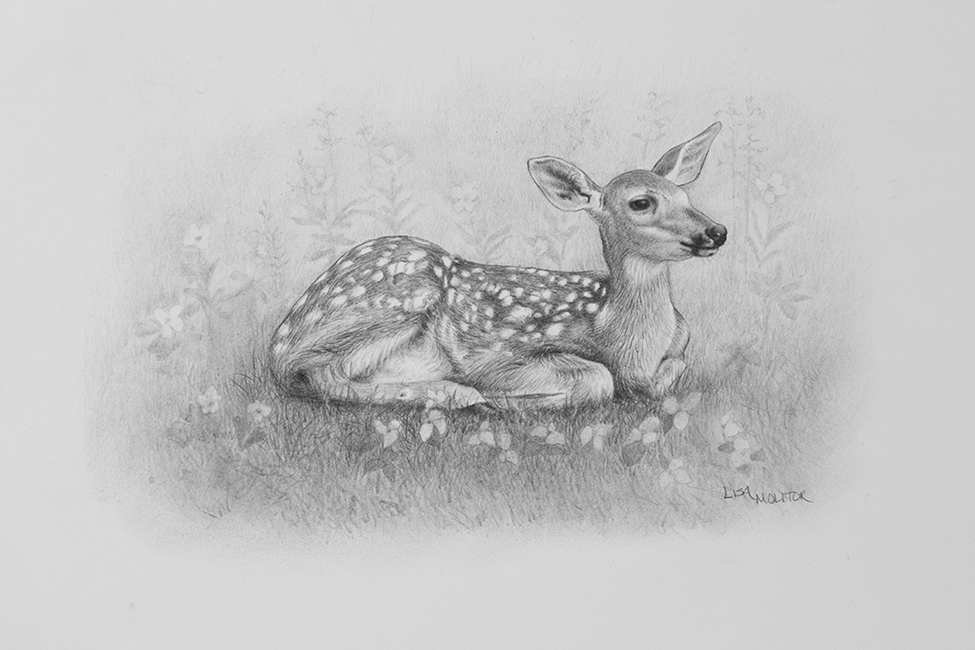 deer fawn drawing