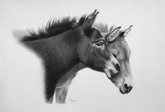 Mule Pencil Drawing, Mule Art Print, Donkey Pencil Drawing, Farm