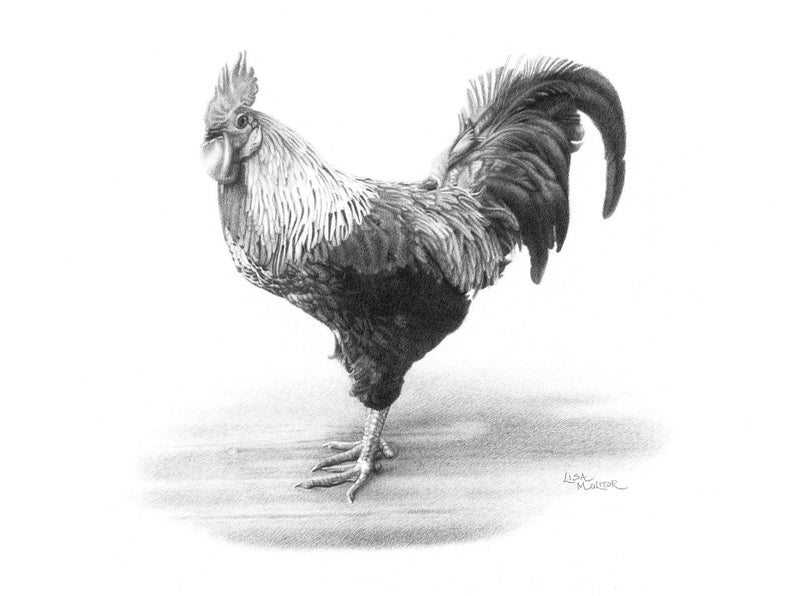 Rooster Pencil Drawing Print Rooster Art Print Farm Animal Etsy UK