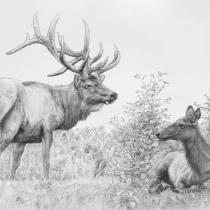 Elk Drawing,  Elk  Print, Elk Art, Elk, Elk Picture, Bull Elk and Cow Drawing, Elk Illustration, Elk Hunter, Elk Wall Art, Gift for Hunter