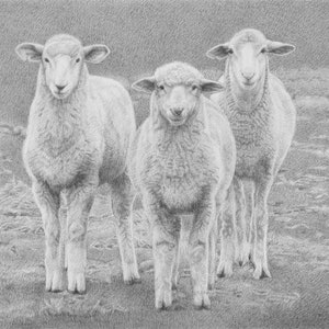 Sheep Drawing, Sheep Print, Sheep Illustration, Farmer Gift, Sheep Wall Art, Farm Wall Art, Farm Animal Art, Nursery Artwork, Sheep Gift
