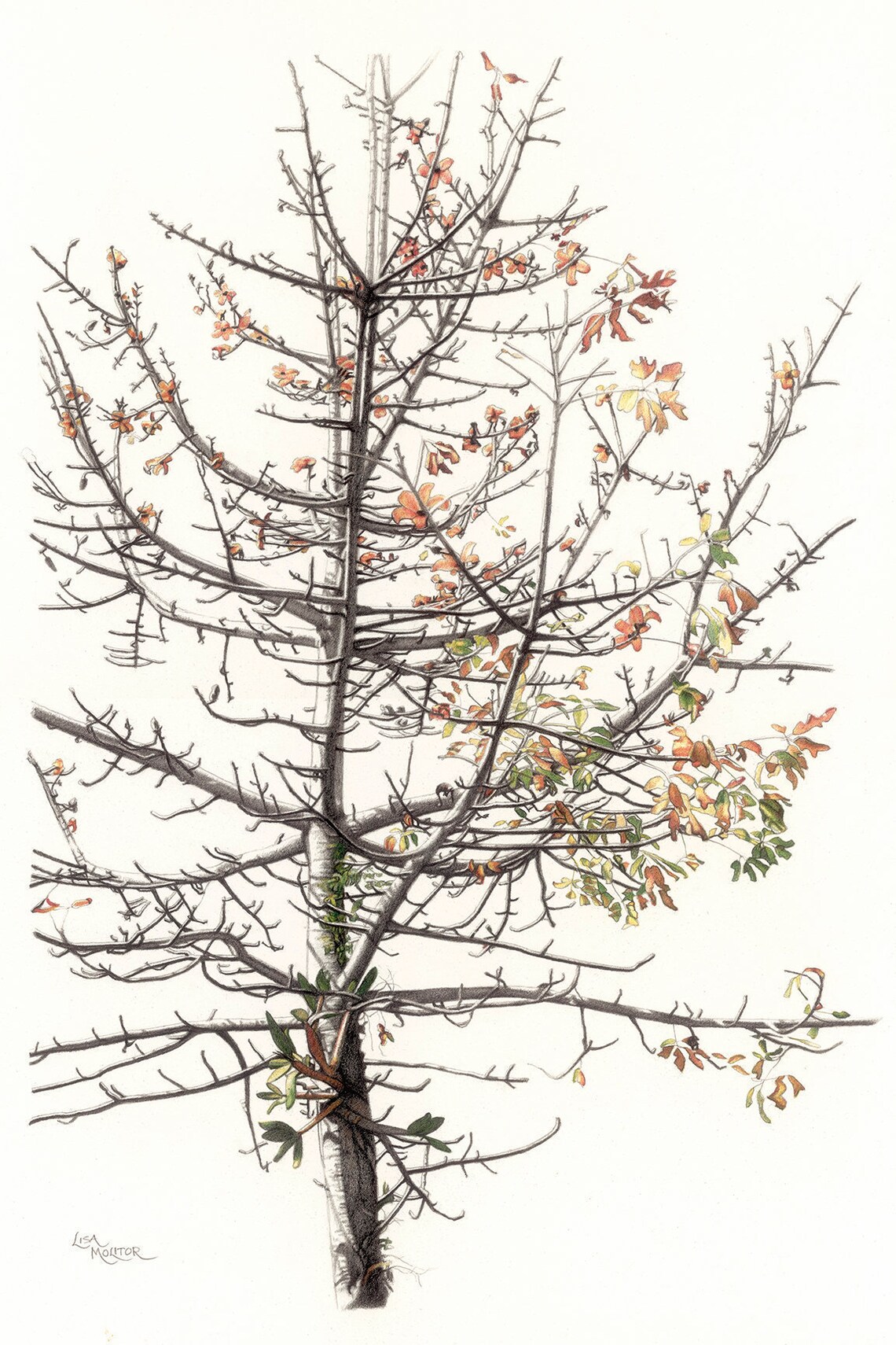 Blühender Baum Bleistift Zeichnung, Baum Kunstdruck, Baum Ast Kunst