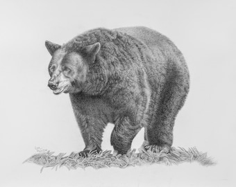 Bear Drawing, Bear Print, Bear Illustration, Bear Gift, Black Bear Art, Bear Animal Art, Bear Picture, Nursery Artwork, Gift for Hunter