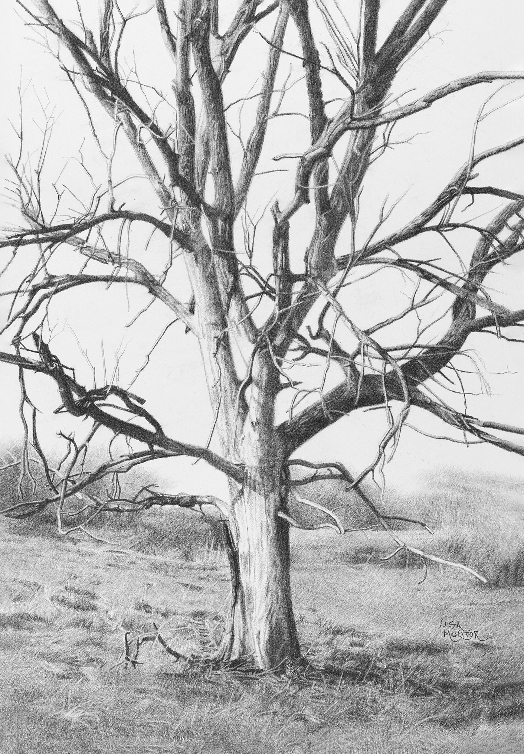 Tree Pencil Drawing Art Print, Tree Art Print, Oak Tree, Old Tree Art