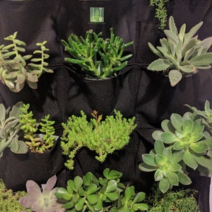 Puede incluir: Un macetero de pared vertical de fieltro negro con 12 bolsillos, cada uno con un tipo diferente de planta suculenta. Las plantas son verdes, grises y marrones.