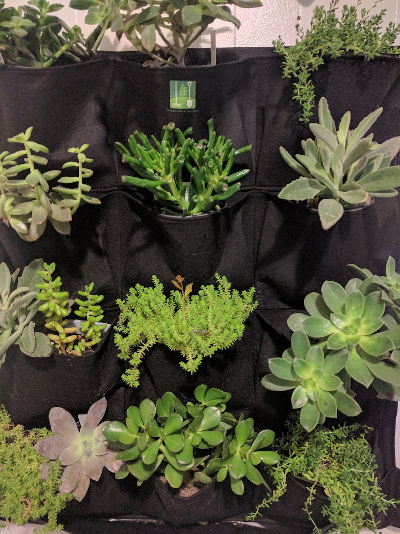 Puede incluir: Un macetero de pared vertical de fieltro negro con 12 bolsillos, cada uno con un tipo diferente de planta suculenta. Las plantas son verdes, grises y marrones.
