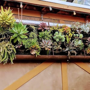 Puede incluir: Un macetero de metal r&uacute;stico con una variedad de suculentas que crecen en &eacute;l. El macetero est&aacute; montado en una pared y tiene un marco de madera marr&oacute;n.