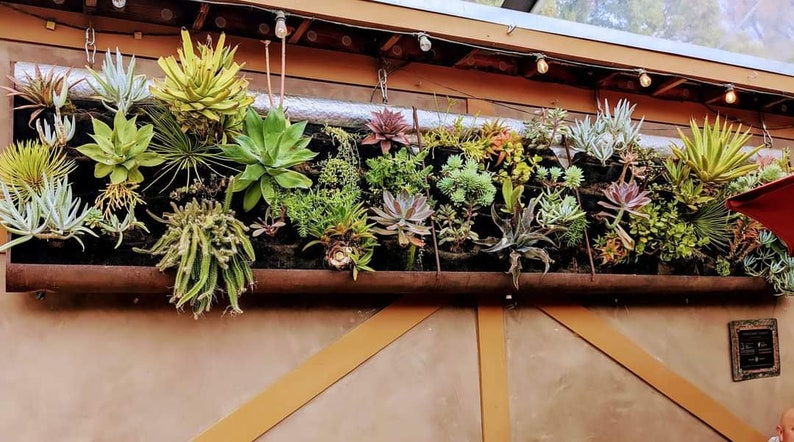 Puede incluir: Un macetero de metal r&uacute;stico con una variedad de suculentas que crecen en &eacute;l. El macetero est&aacute; montado en una pared y tiene un marco de madera marr&oacute;n.