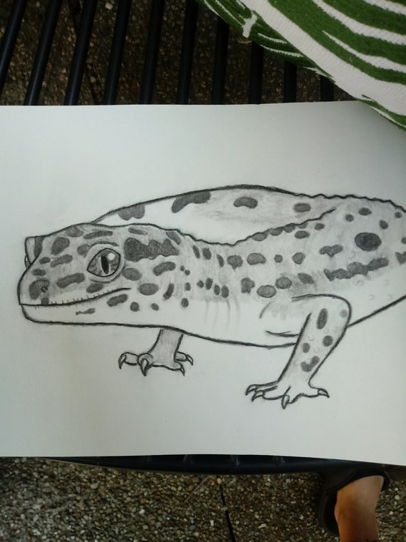 How To Draw A Leopard Gecko