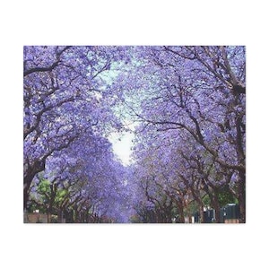 Jacaranda stagione di fioritura