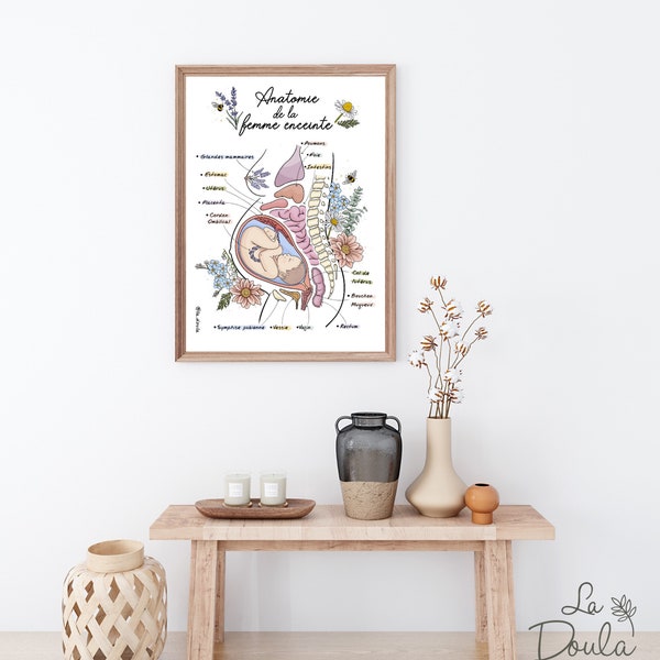 Poster/ Affiche / Anatomie / Clinique; salle de naissance; sage-femme; maison de naissance; yoga prénatal; bureau; accouchement