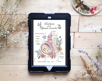 NUMÉRIQUE/ VERSION COULEUR Anatomie femme enceinte; illustration / naissance; grossesse; sage-femme; doula; accouchement; col; utérus