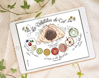 DIGITAL/ COLOR VERSION Cervical dilation; illustration / birth; dilation; midwife; doula; childbirth; cervix; uterus