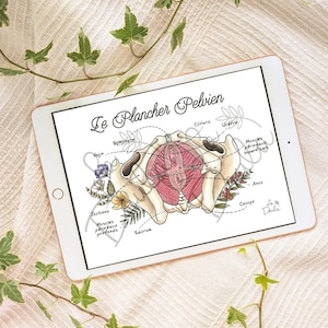 PELVIC FLOOR / Digital / illustration, childbirth, doula, preparation, prenatal classes, birth, prenatal, anatomy