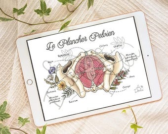 DIGITAL The Pelvic Floor (color) / illustration, childbirth, doula, preparation, prenatal classes, birth, prenatal, anatomy