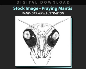 Praying Mantis stock image