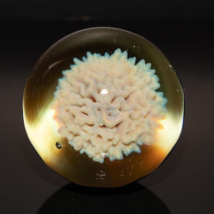 May include: A round, glass paperweight with a central, textured, cream-colored design resembling a flower. The paperweight has a light blue outline and is encased in a transparent, amber-colored glass. A small air bubble is visible.