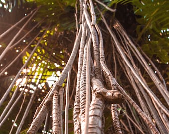 Jungle