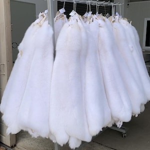 XXL Scandinavian Fox fur skins,scandinavian fox pelts,fur skin,fur pelts,fox collar,fur Cape,medieval,perfect for any fur accessory