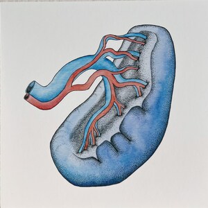 Spleen Anatomical Print - Watercolor Anatomy Art - Medical Gift