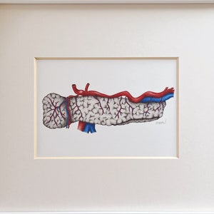 Pancreas Anatomy Drawing - Diabetes Art - Endocrinology Art - Medical Gift