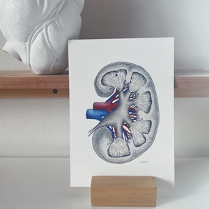 Kidney Anatomy Drawing - Nephrology Art - Kidney Transplant Gift- Anatomy Art