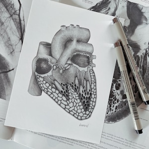 Puede incluir: Una ilustración anatómica detallada del corazón humano, dibujada en lápiz blanco y negro. El corazón se muestra en sección transversal, revelando las cámaras internas y las válvulas. La imagen está etiquetada con los términos anatómicos "Aurícula derecha", "Músculos pectinados de la aurícula derecha", "Limbus fossae ovalis", "Crista terminalis", "Ventrículo izquierdo" y "Hea carnae".