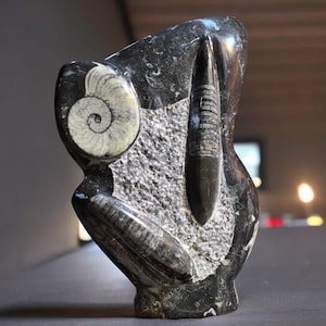 Beautiful Rare Giant Orthoceras Fossil Specimen In Matrix Ammonite Plaque Fossil Squid Plate | Home Decoration | Rare Matrix Ammonite