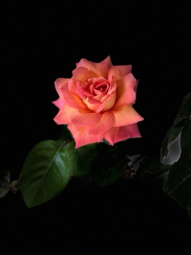 Chicago Peace Rose - Etsy