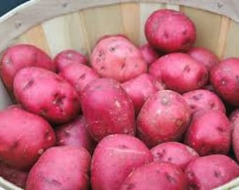 Purple Potato Solanum tuberosum Unique garden ORGANIC All Blue 5 Potato tubers