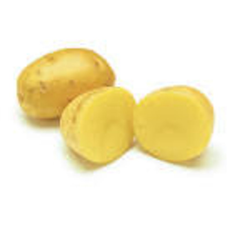 Organic whole Yukon Gold potato to grow heirloom natural no Etsy