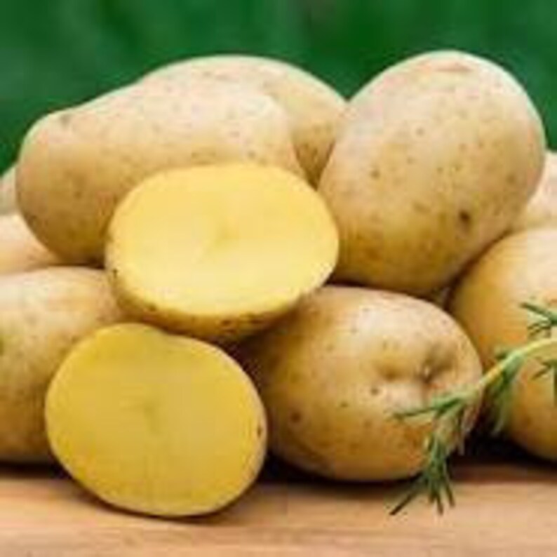 Organic whole Yukon Gold potato to grow heirloom natural