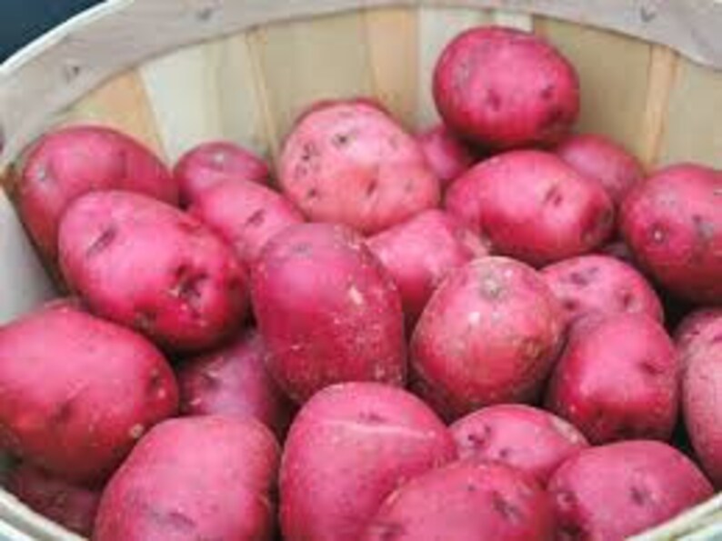 Organic whole Red La Soda potato variety tubers 10 LB to