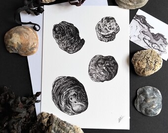 Shell Stipling Clam Shells - Stippled Illustration - A5 Giclee Print - Etsy