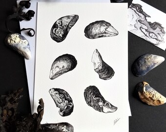 Shell Stipling Clam Shells - Stippled Illustration - A5 Giclee Print - Etsy