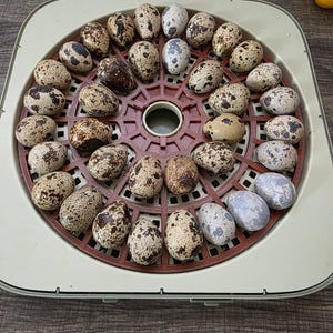Könnte beinhalten: Eine kreisförmige, rotbraune Eierwender-Kunststoffschale für einen Brutapparat, gefüllt mit zahlreichen gesprenkelten Wachteleiern. Die Eier weisen verschiedene Muster aus braunen, schwarzen und grauen Punkten auf cremefarbenen, weißen oder hellblauen Schalen auf.