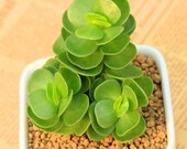 100pcs rare Portulaca molokiniensis money wood tree Bonsai Flower Perennial succulent plant SQ